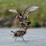 Black-tailed godwits